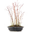 Acer palmatum, 34 cm, ± 8 anni