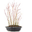 Acer palmatum, 34 cm, ± 8 Jahre alt