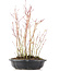 Acer palmatum, 34 cm, ± 8 Jahre alt