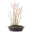 Acer palmatum, 34 cm, ± 8 Jahre alt