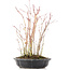 Acer palmatum, 34 cm, ± 8 Jahre alt