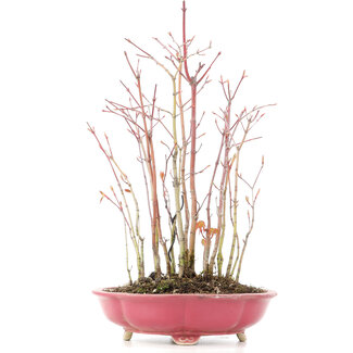 Acer palmatum, 34 cm, ± 8 anni