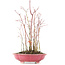 Acer palmatum, 34 cm, ± 8 jaar oud