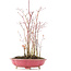 Acer palmatum, 34 cm, ± 8 Jahre alt