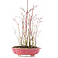 Acer palmatum, 34 cm, ± 8 Jahre alt