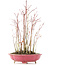 Acer palmatum, 34 cm, ± 8 Jahre alt