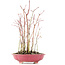 Acer palmatum, 34 cm, ± 8 Jahre alt