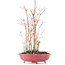 Acer palmatum, 34 cm, ± 8 Jahre alt