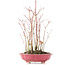 Acer palmatum, 34 cm, ± 8 jaar oud