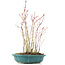 Acer palmatum, 34 cm, ± 8 jaar oud