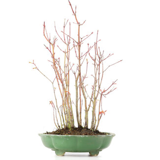 Acer palmatum, 34 cm, ± 8 jaar oud