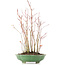 Acer palmatum, 34 cm, ± 8 años