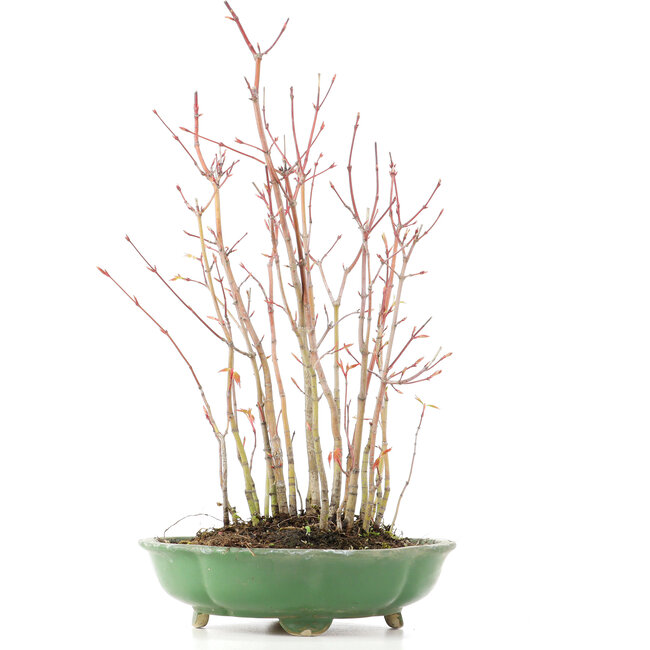 Acer palmatum, 34 cm, ± 8 jaar oud