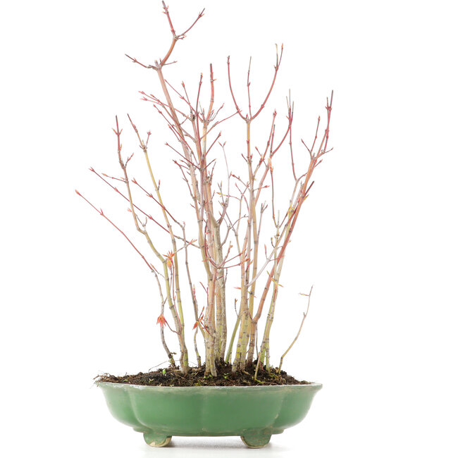 Acer palmatum, 34 cm, ± 8 years old