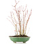 Acer palmatum, 34 cm, ± 8 Jahre alt