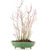 Acer palmatum, 34 cm, ± 8 jaar oud