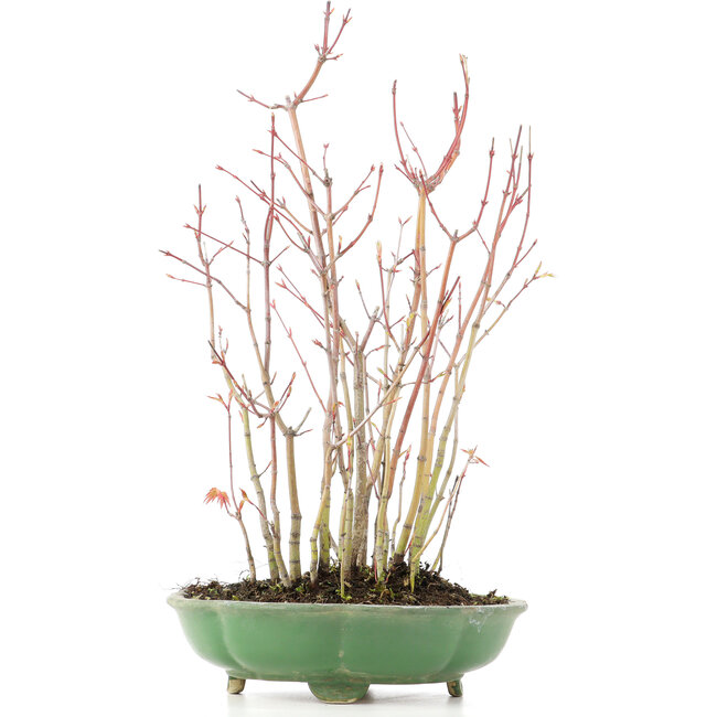 Acer palmatum, 34 cm, ± 8 years old