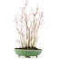 Acer palmatum, 34 cm, ± 8 years old