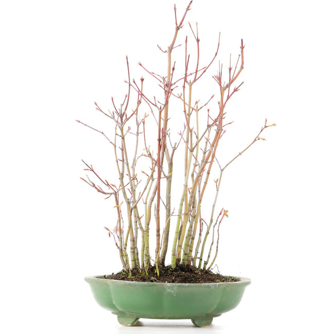 Acer palmatum, 34 cm, ± 8 years old