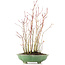 Acer palmatum, 34 cm, ± 8 jaar oud