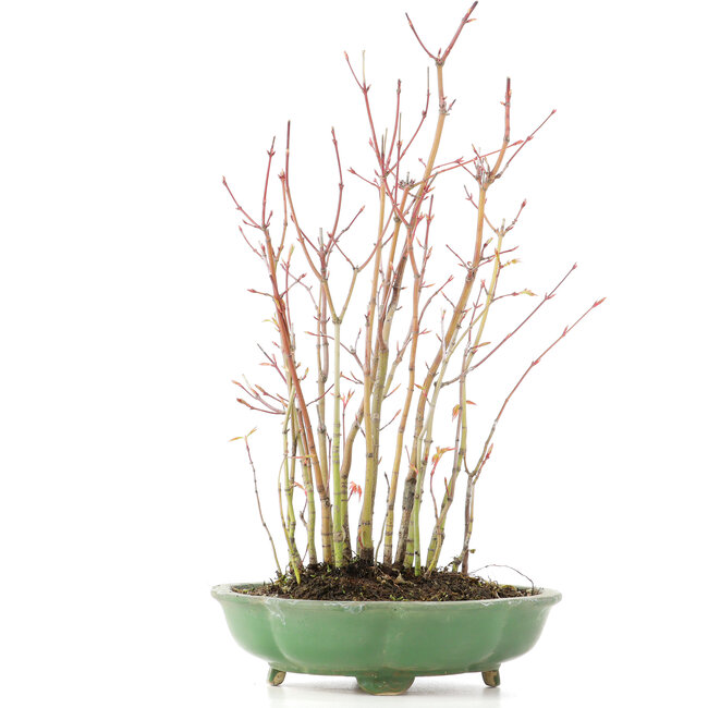 Acer palmatum, 34 cm, ± 8 years old