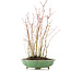 Acer palmatum, 34 cm, ± 8 jaar oud