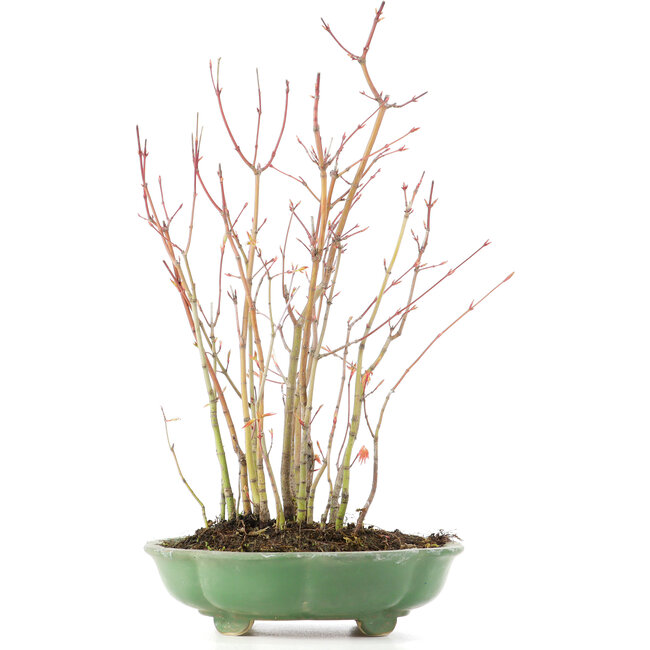 Acer palmatum, 34 cm, ± 8 Jahre alt