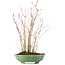 Acer palmatum, 34 cm, ± 8 Jahre alt