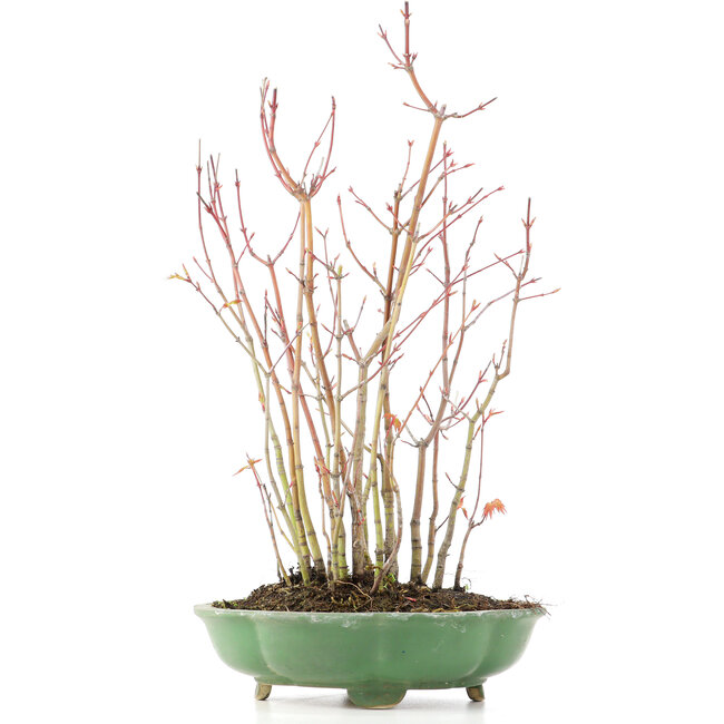 Acer palmatum, 34 cm, ± 8 years old