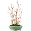 Acer palmatum, 34 cm, ± 8 Jahre alt