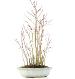 Acer palmatum, 41 cm, ± 8 jaar oud