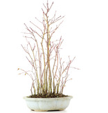 Acer palmatum, 41 cm, ± 8 jaar oud