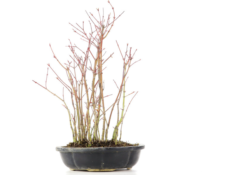 Acer palmatum, 39 cm, ± 8 jaar oud