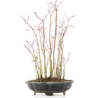 Acer palmatum, 36 cm, ± 8 jaar oud