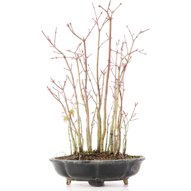 Acer palmatum, 36 cm, ± 8 Jahre alt