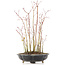 Acer palmatum, 36 cm, ± 8 Jahre alt