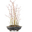 Acer palmatum, 36 cm, ± 8 jaar oud