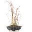 Acer palmatum, 36 cm, ± 8 Jahre alt