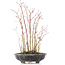 Acer palmatum, 36 cm, ± 8 Jahre alt