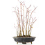 Acer palmatum, 36 cm, ± 8 Jahre alt