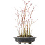 Acer palmatum, 36 cm, ± 8 Jahre alt