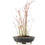 Acer palmatum, 36 cm, ± 8 jaar oud