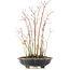 Acer palmatum, 36 cm, ± 8 jaar oud