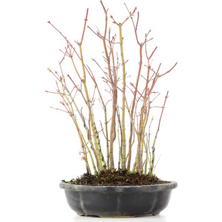 Acer palmatum, 34 cm, ± 8 jaar oud