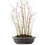 Acer palmatum, 34 cm, ± 8 Jahre alt