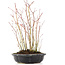 Acer palmatum, 34 cm, ± 8 anni