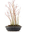 Acer palmatum, 34 cm, ± 8 jaar oud