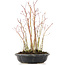 Acer palmatum, 34 cm, ± 8 jaar oud