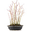 Acer palmatum, 34 cm, ± 8 Jahre alt