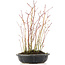 Acer palmatum, 34 cm, ± 8 anni